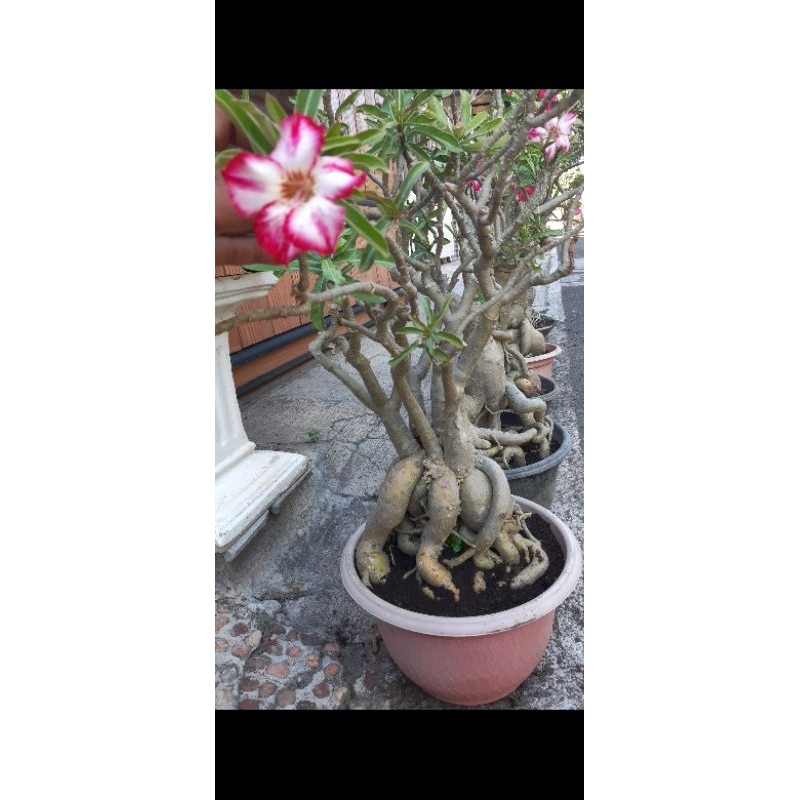 Jual Adenium obesum bonggoll jumbo akar cantik | Shopee Indonesia