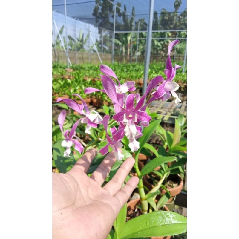 Jual Dendrobium Caesar cobra x Warawan | Shopee Indonesia