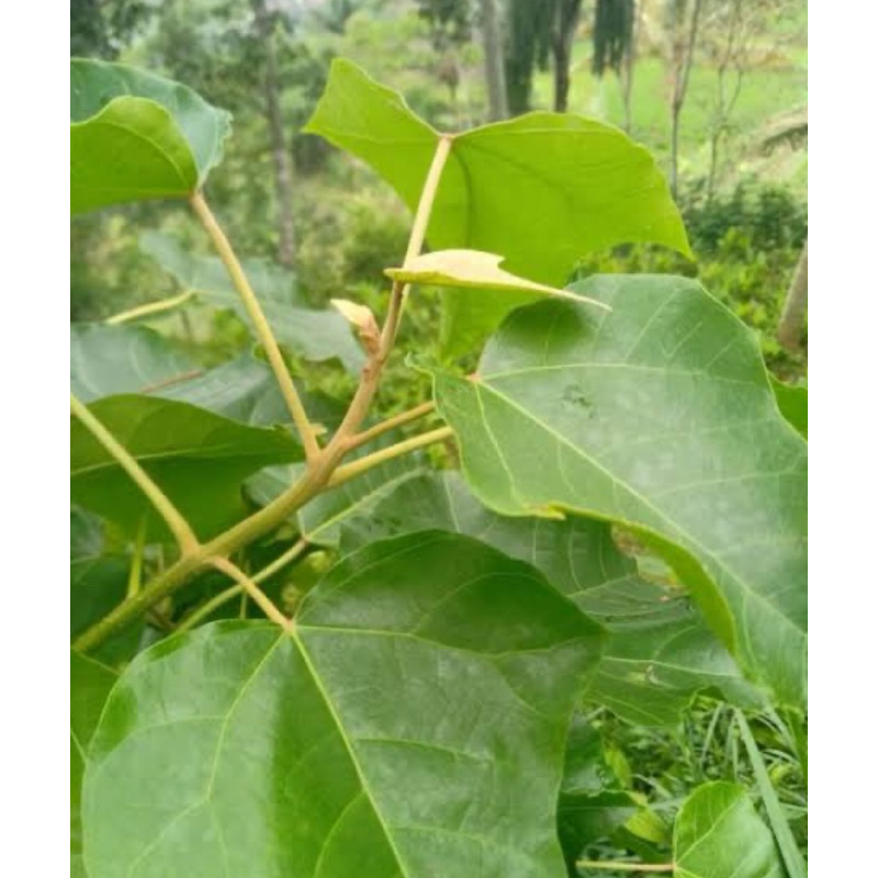 Jual Daun kemiri segar petik langsung 1 kg | Shopee Indonesia