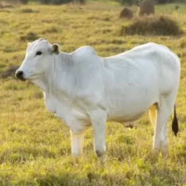 Jual OBAT PMK SAPI BOROK KAMBING RUMINANSIA IRITASI KULIT LUKA SAPI ...