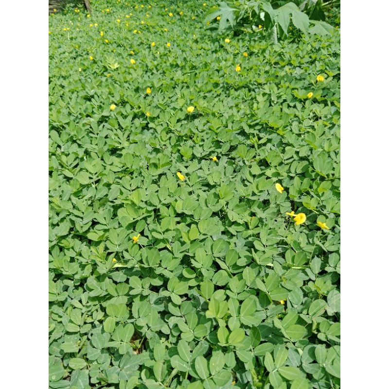 Jual Bunga Landep atau Arachis Pintoi | Shopee Indonesia