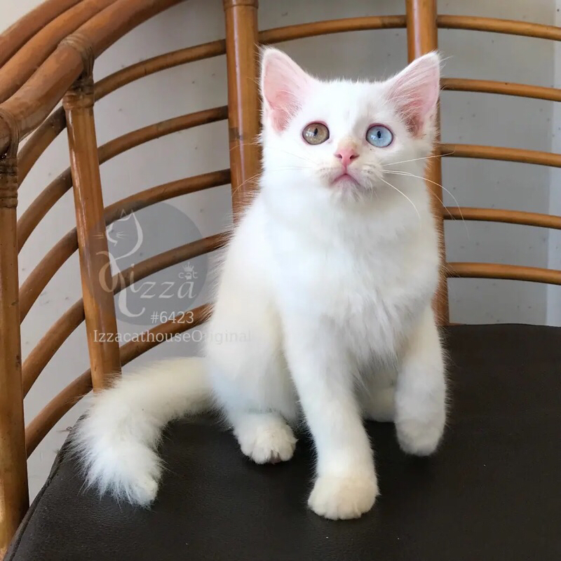 Jual makanan kucing Mainecoon ODD eyes lucu | Shopee Indonesia