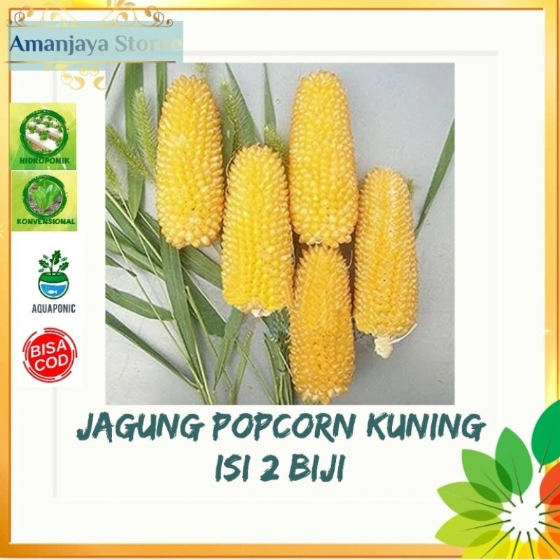Jual Benih bibit Jagung popcorn kuning isi 2 biji | Shopee Indonesia