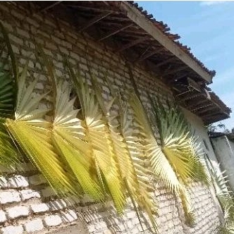 Jual Daun Siwalan / Lontar / Ental KUNING MUDA Basah FRESH 1 PUCUK FULL ...