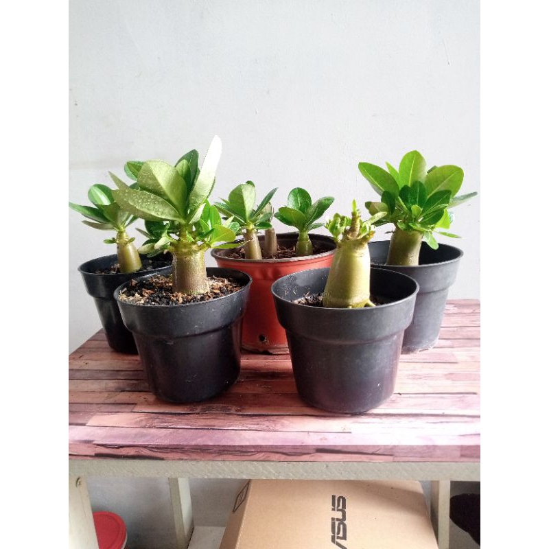 Jual Adenium arabicum hybrid seedling isi 6 pohon | Shopee Indonesia