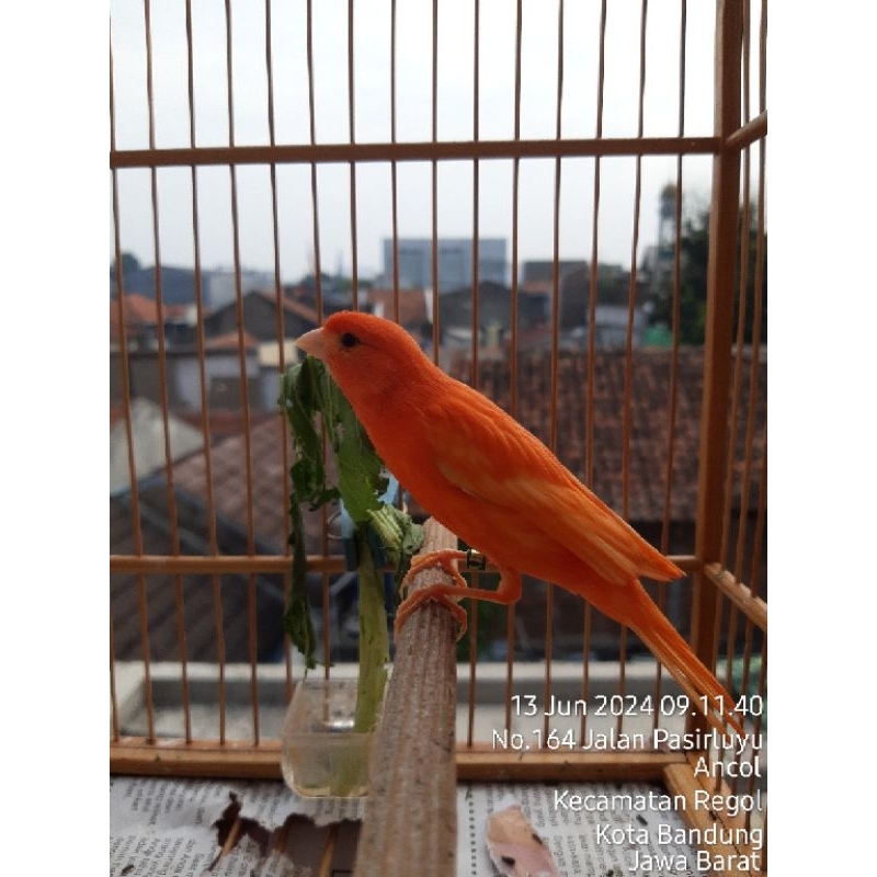 Jual Kenari Merah Lokal Jantan gacor full Mutasi usia 8bln | Shopee ...