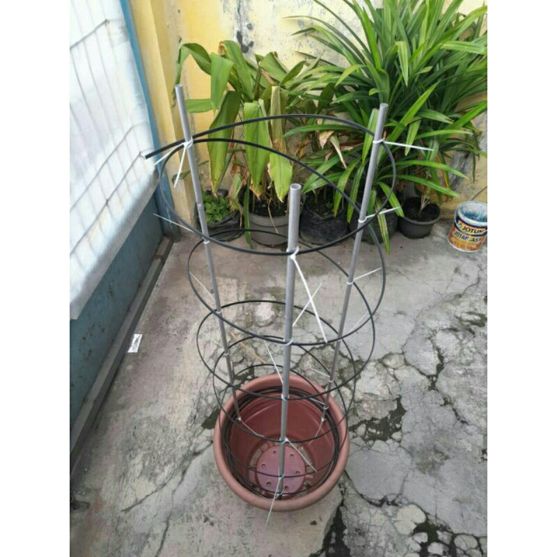 Jual Rambatan anggur tinggi 150cm | Shopee Indonesia