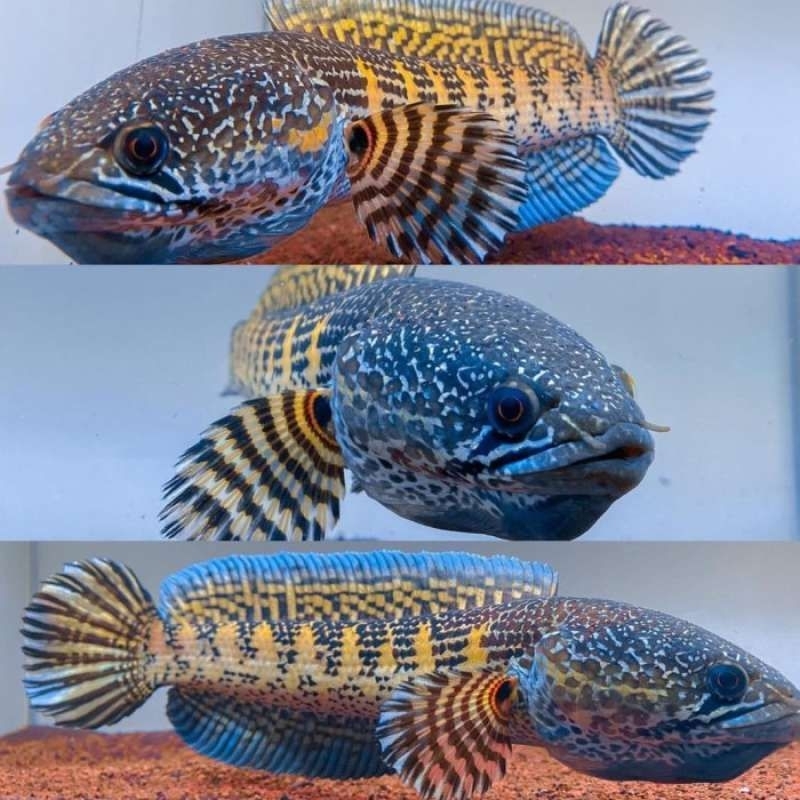 Jual Ikan Channa Auranti Wc | Shopee Indonesia