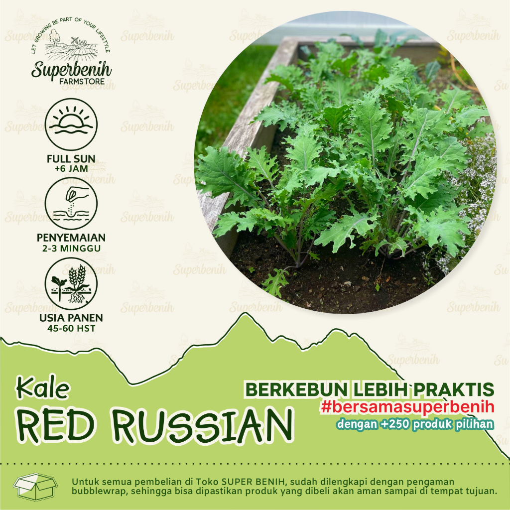 Jual 10 biji - Benih Kale RED RUSSIAN rasa lembut dan manis | Shopee ...