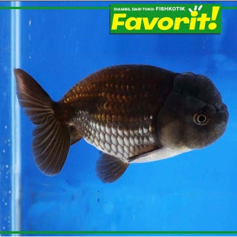 Jual Koki Black Ranchu (L) Ikan Hias Aquascape Hiasan Aquarium Tanaman ...