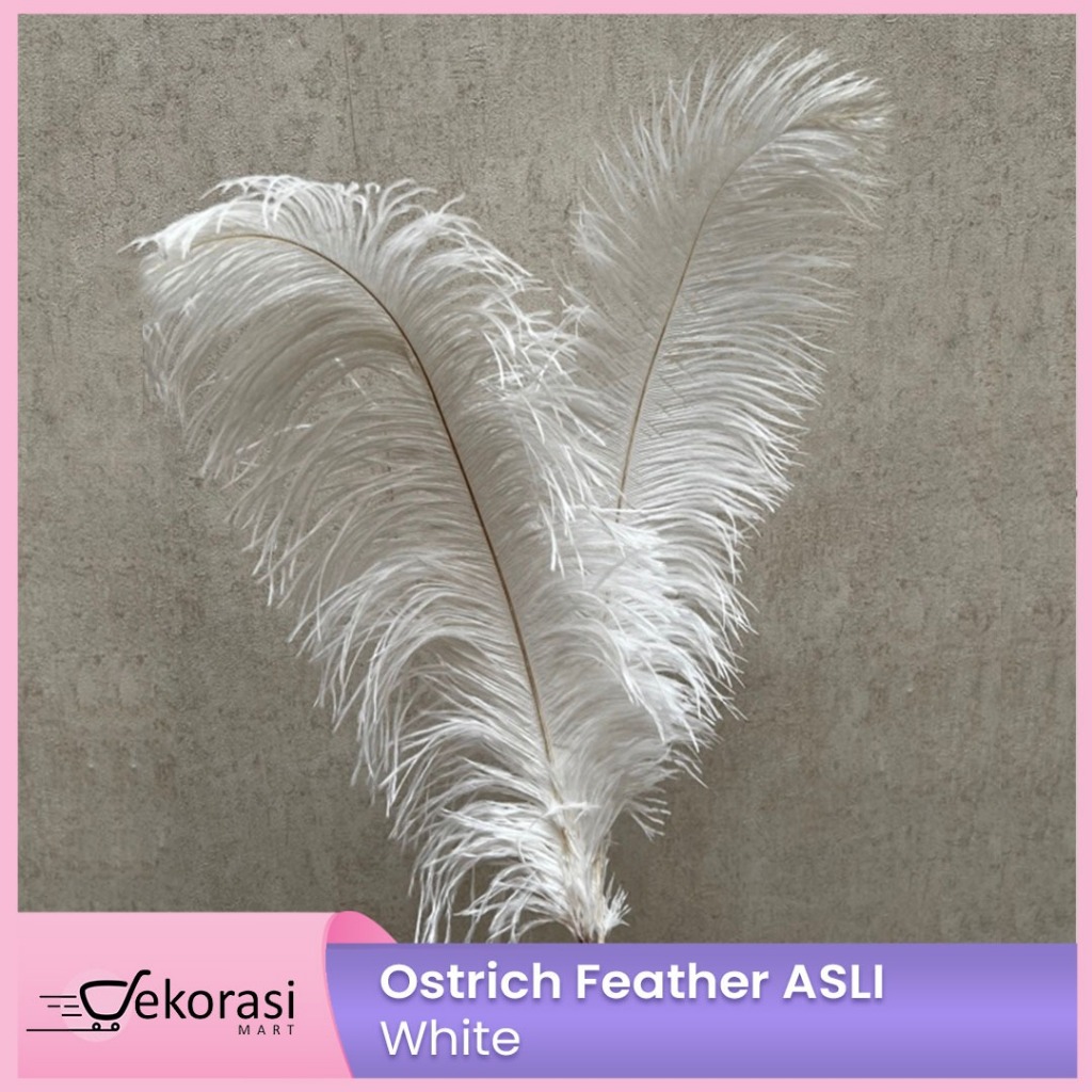 Jual Ostrich Feather ASLI/bulu dekorasi/bulu burung unta/bulu asli ...