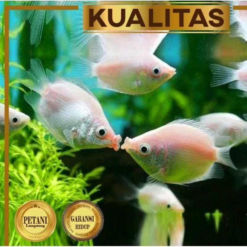 Jual Paket Koloni Isi 10 Pink Kissing Gourami Ikan Hias Aquascape