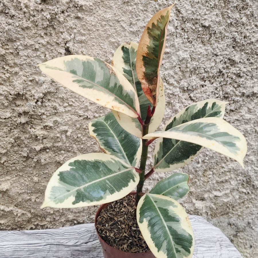 Jual Tanaman hias bunga hias tanaman FICUS TINEKE | Shopee Indonesia