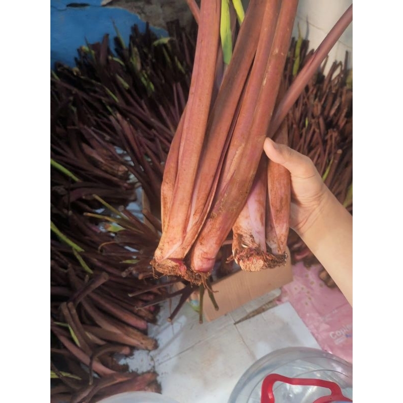 Jual Talas pratama3,Talas p3,talas ungu (jumbo isi 5 ) | Shopee Indonesia