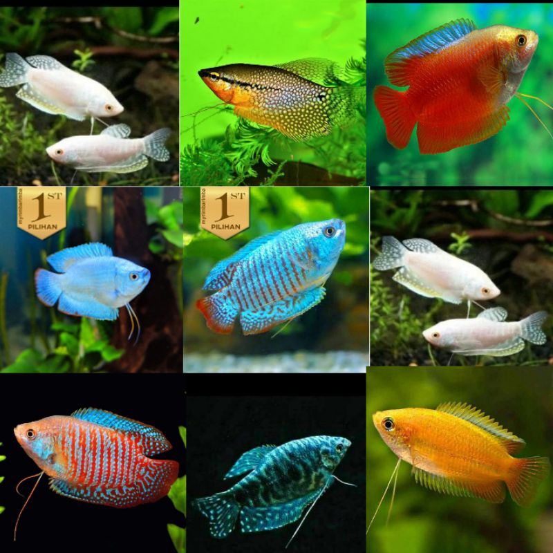 Jual sepat ralis ornamen aquascape | Shopee Indonesia