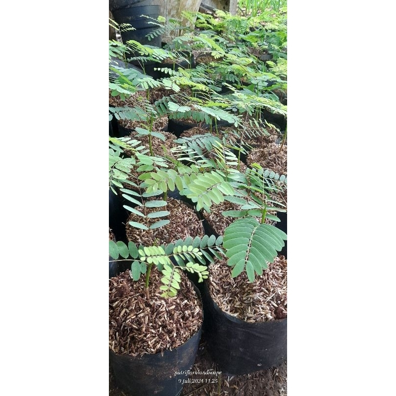 Jual Schizolobium Parahyba - tanaman - solobium - pakis brazil | Shopee ...