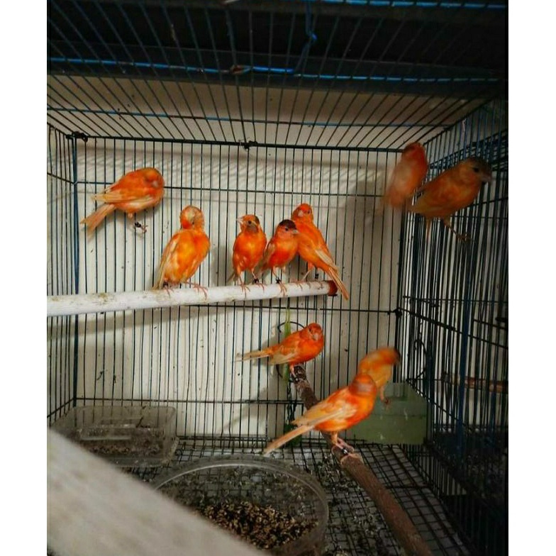 Jual BURUNG KENARI MERLOK MERAH LOKAL KODE I4T7 | Shopee Indonesia