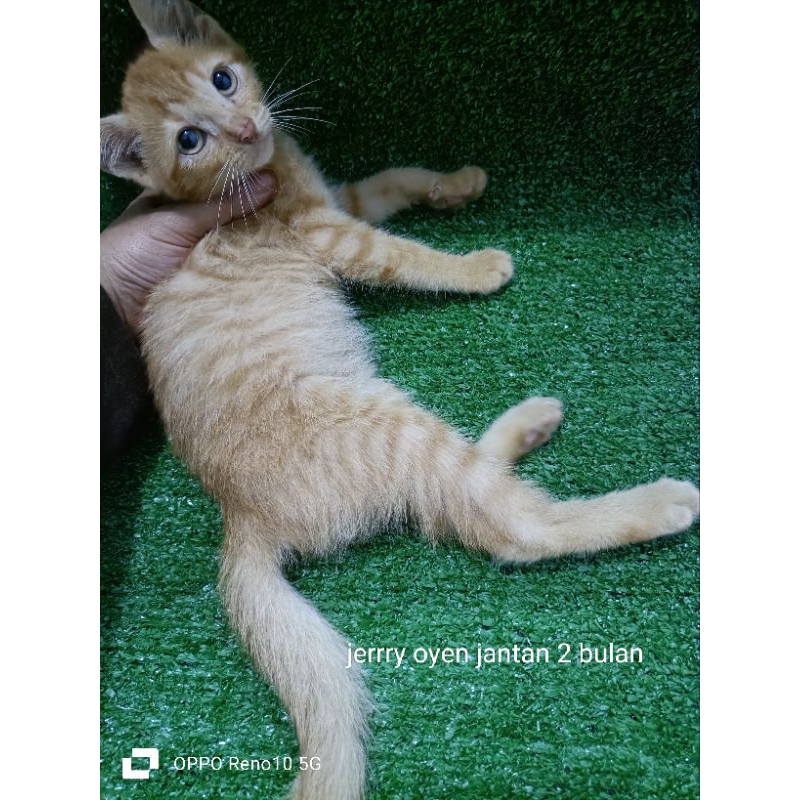 Jual kucing Persia mix dome 2 bulan. Shopee Indonesia