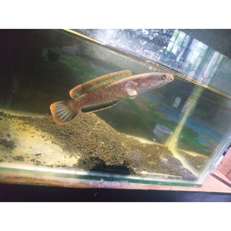 Jual plstik isi LIMBATA SINGGLE TANK RIM TEBAL | Shopee Indonesia