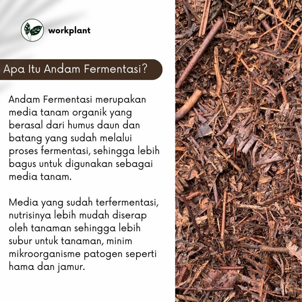 Jual Workplant - Andam Fermentasi Humus Daun Batang Untuk Media Tanam ...