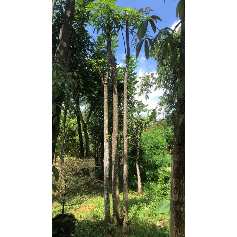 Jual pohon pule grouping,pule putih. | Shopee Indonesia