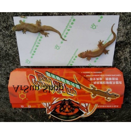 Jual PERANGKAP CICAK DAN KECOAK COCKROACH & LIZARD TRAP LEM KECOA ...