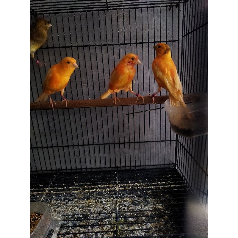 Jual Kenari merlok merah lokal bahan mutasi riwikan gacor betina ...