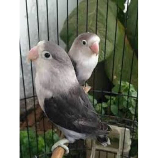 Jual parblue lovebird Harga Terbaik & Termurah April 2025