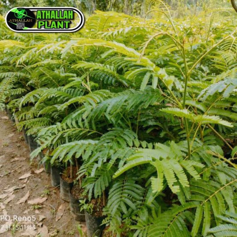 Jual Bibit Petai Hibrida Tanaman Buah Hasil Okulasi Super Unggulan ...