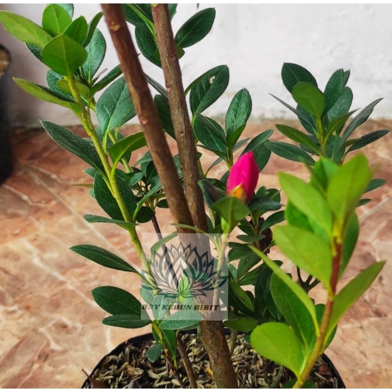 Jual Tanaman bunga azalea / asalia (pink merah) | Shopee Indonesia