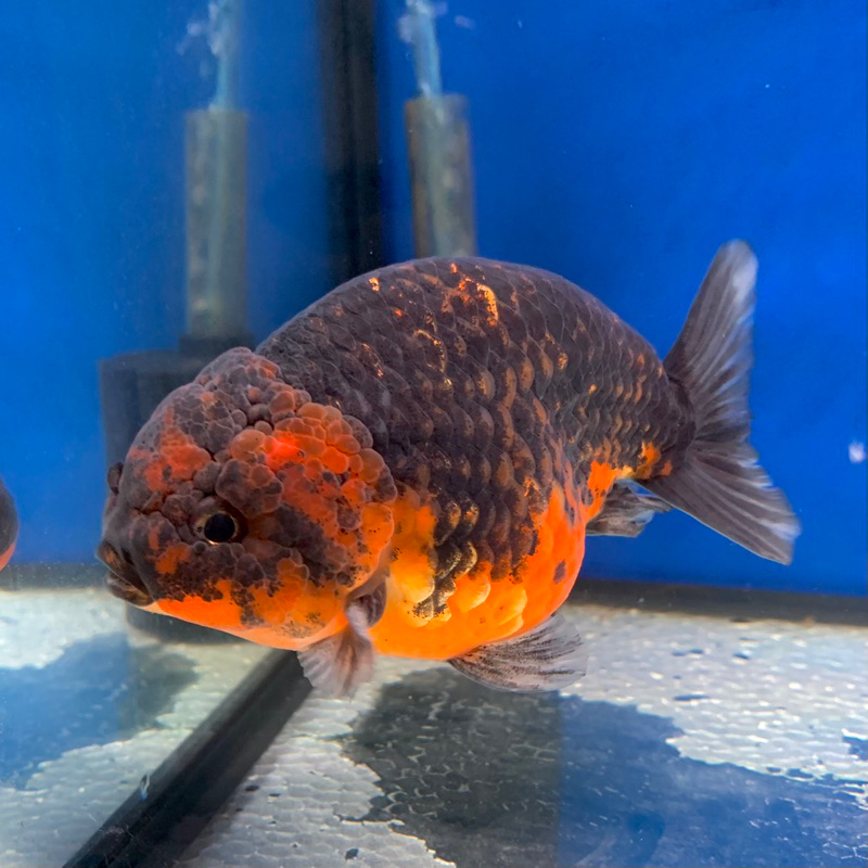Jual Ikan Koki Ranchu Lionchu Kirin 13cm (Khusus Instant) | Shopee ...