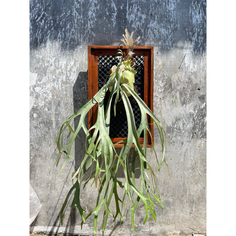 Jual frame + drainase simbar platy 28x53cm tungaal dan dobel | Shopee ...