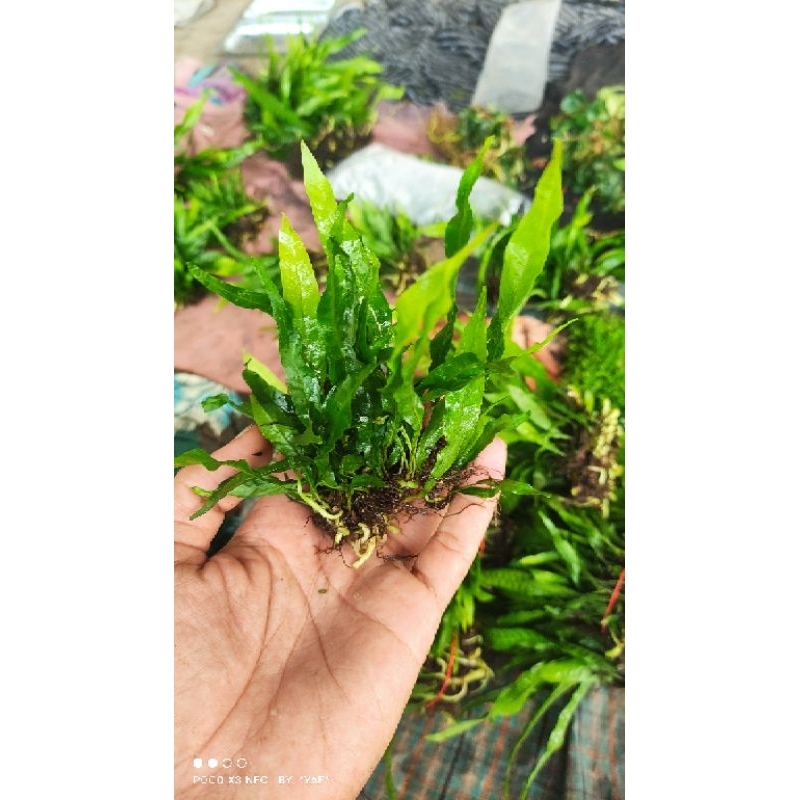 Jual kadaka mini tanamanan aquascape | Shopee Indonesia