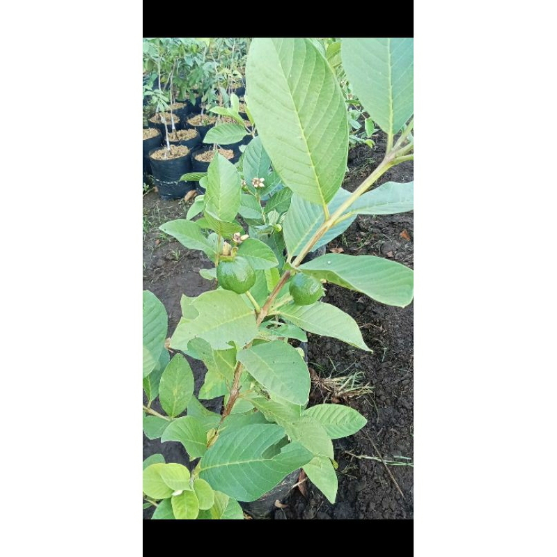 Jual Jambu Kristal Sudah Berbuah / Berbunga (Ukuran Besar Kusus Gojeg ...