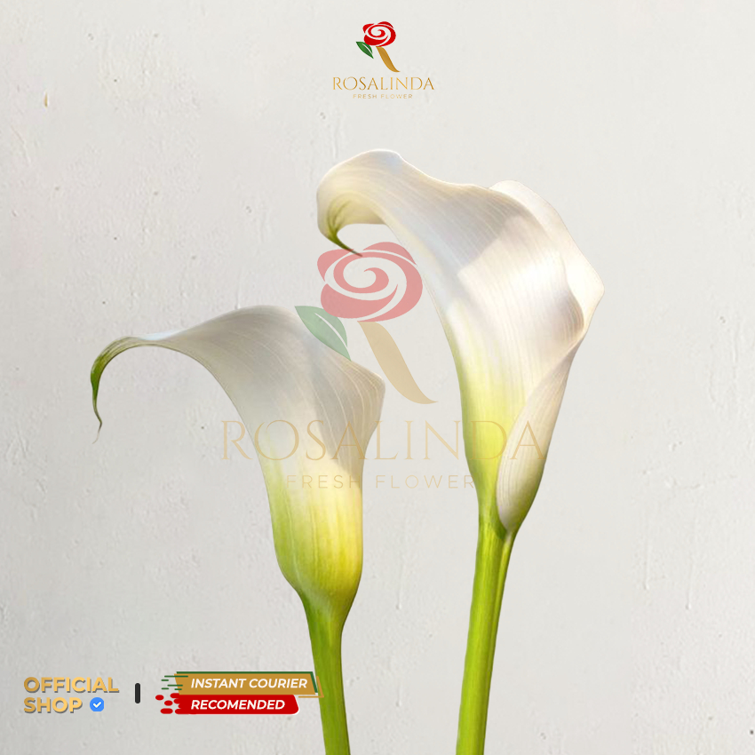 Jual Bunga Calla Lily Putih / Bunga Potong Segar | Shopee Indonesia