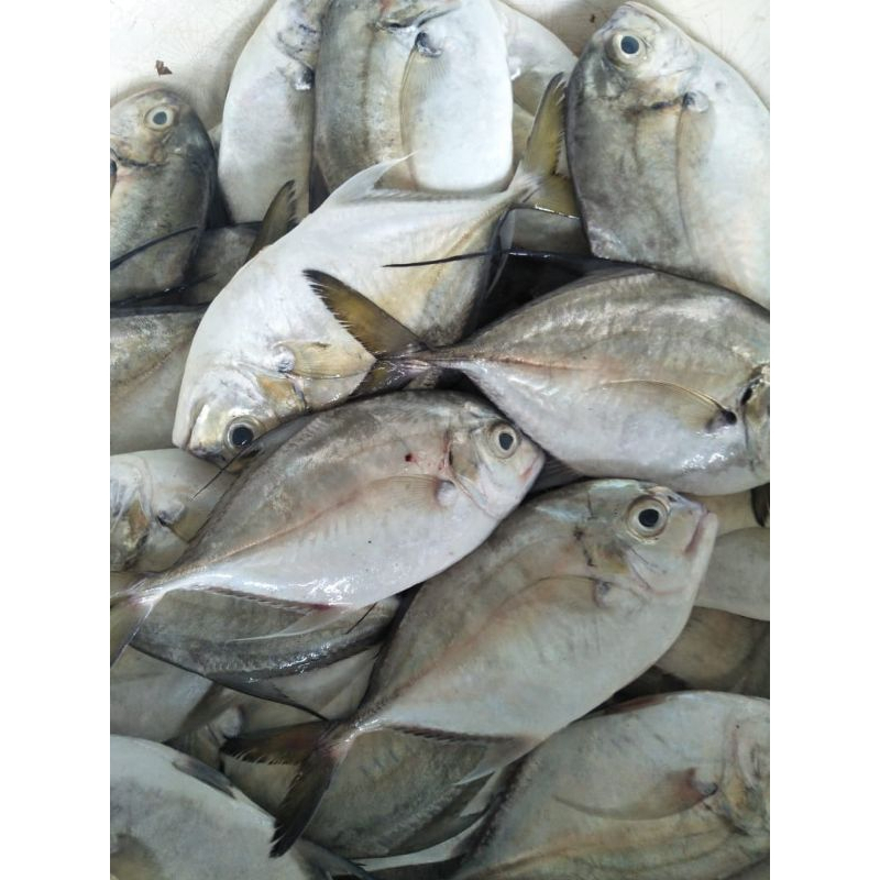 Jual INSTAN Ikan kue II KUWE segar 1 KG | Shopee Indonesia