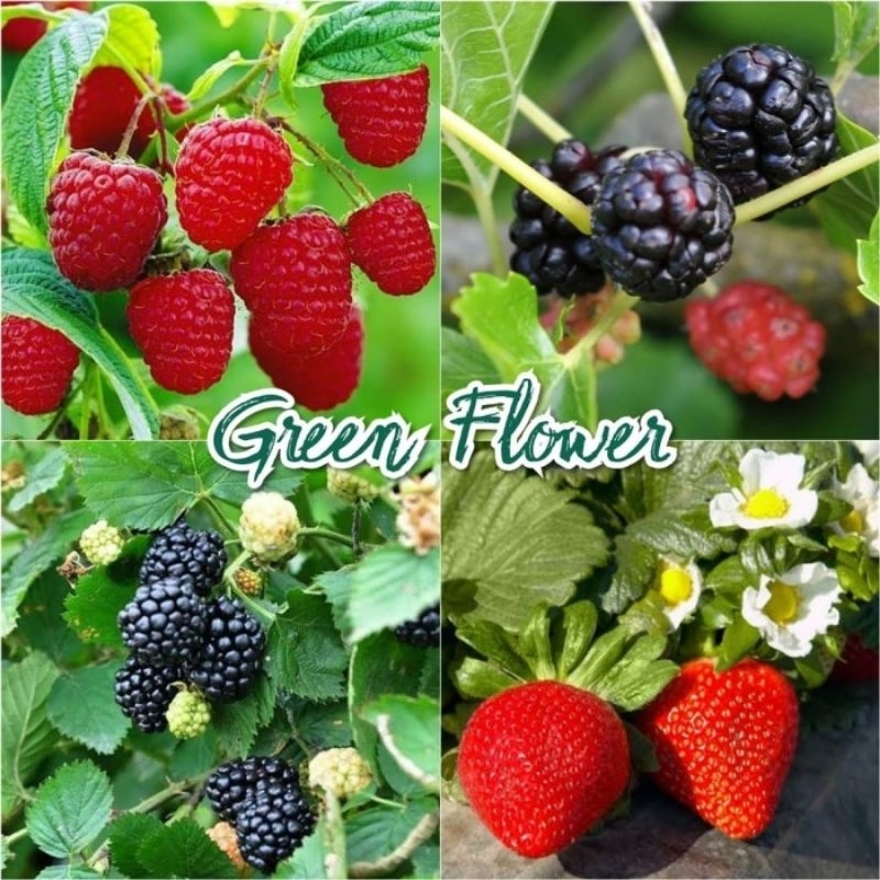 Jual bibit tanaman rasberi import (cepat berbuah) | Shopee Indonesia