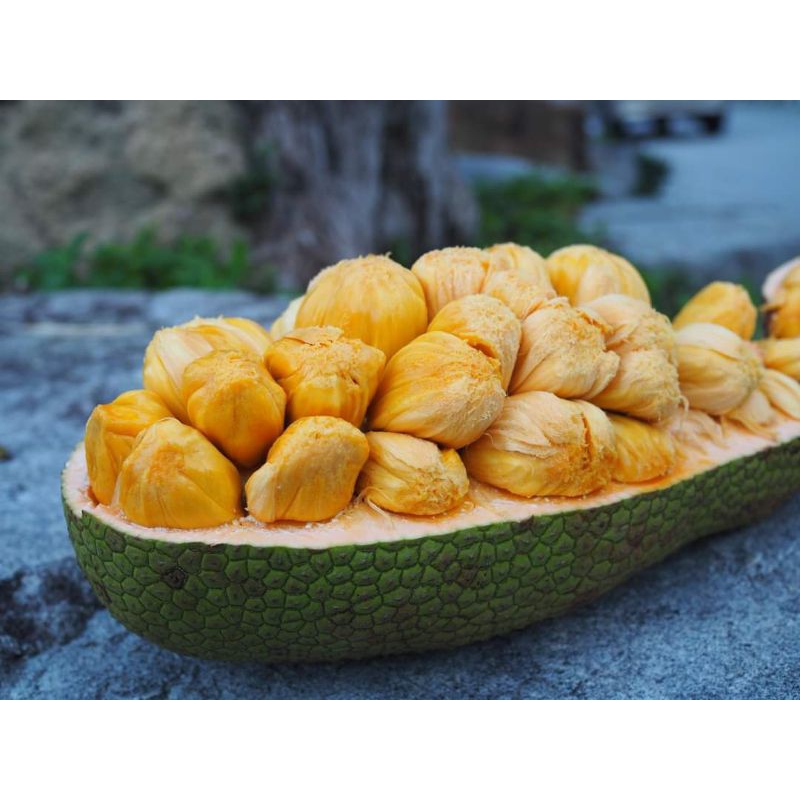 Jual Buah Cempedak madu 1 buah | Shopee Indonesia