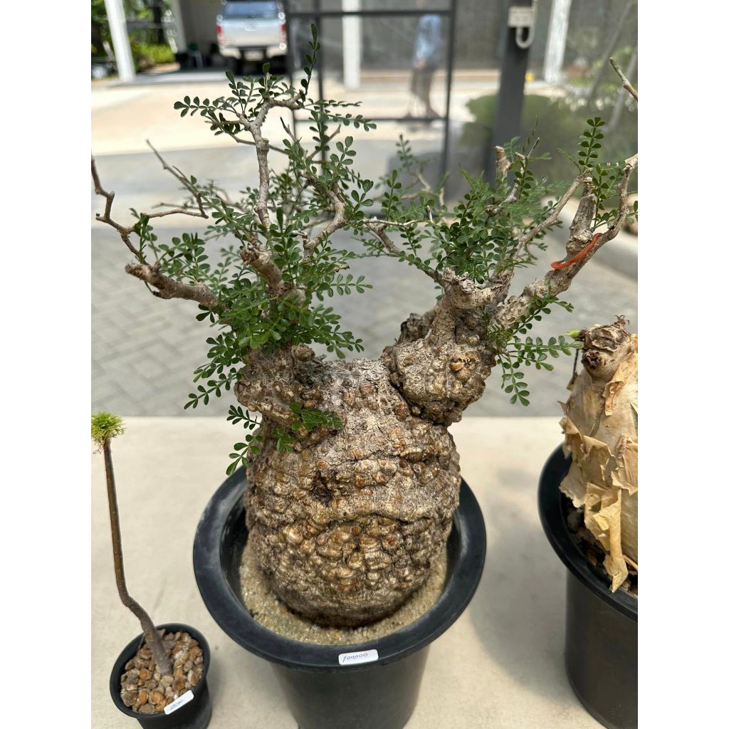 pendelleuchte rattan bambus gro Hngelampen rattan bambus fr deine Einrichtung  ledsone.de