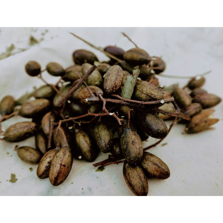 Jual Buah suren kering / Biji pohon surian kering | Shopee Indonesia