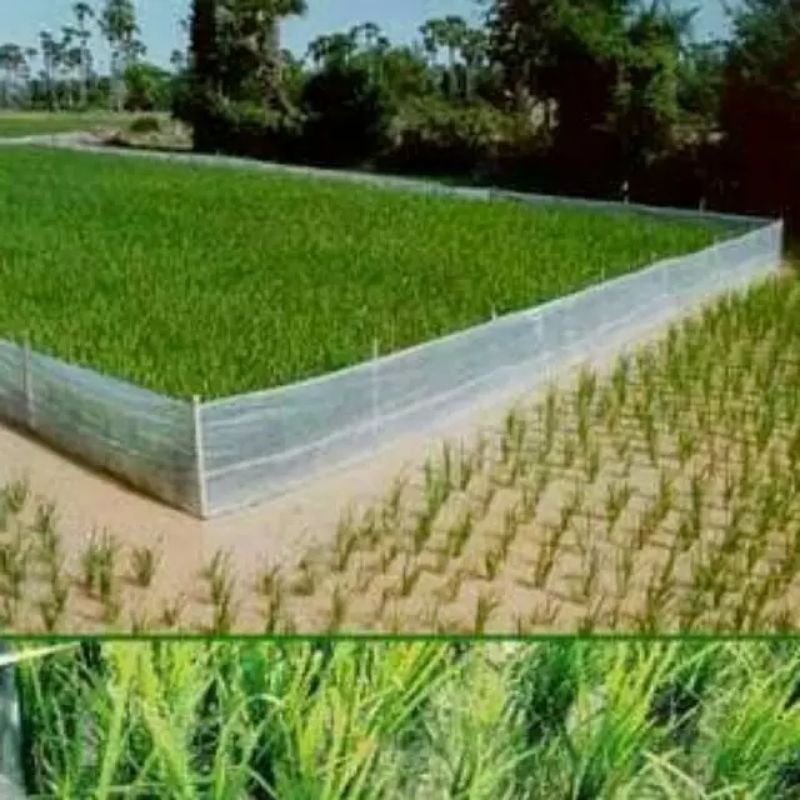 Jual Plastik Pagar Sawah Anti Tikus Tinggi 50 Cm Dan 60 Cm Panjang 50 Meter Shopee Indonesia 