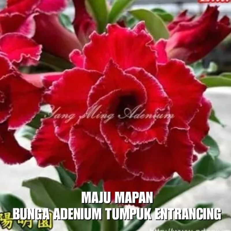 Kupang Jual Bunga Adenium Online: Menggapai Pasar Nasional dari Timur