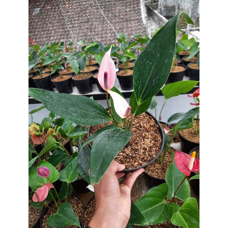 Jual Anthurium Bunga Lily | Shopee Indonesia