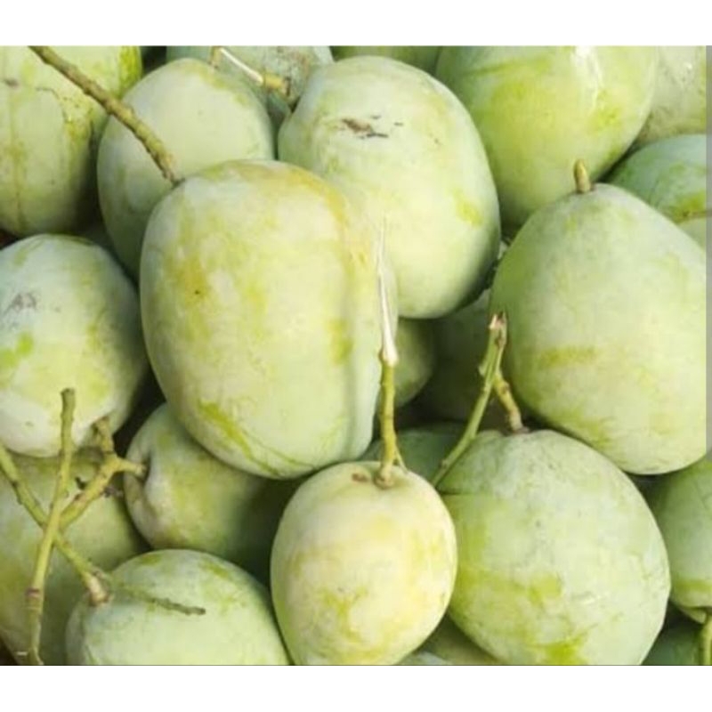 Jual mangga cengkir isi 1kg dijamin manis | Shopee Indonesia
