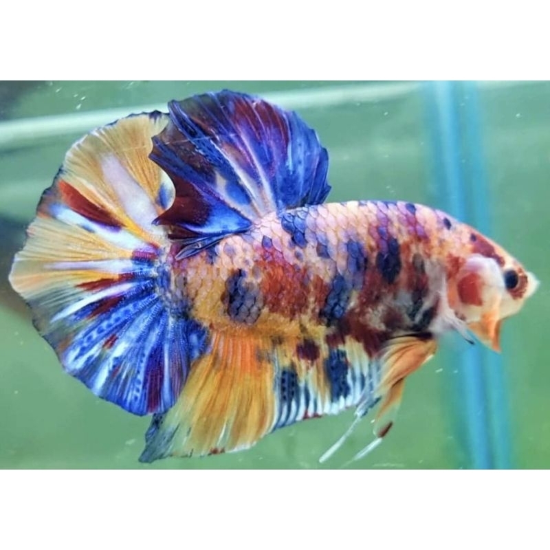 Jual BETTA FISH (GIANT MULTY COLOUR) 100% Multy | Shopee Indonesia