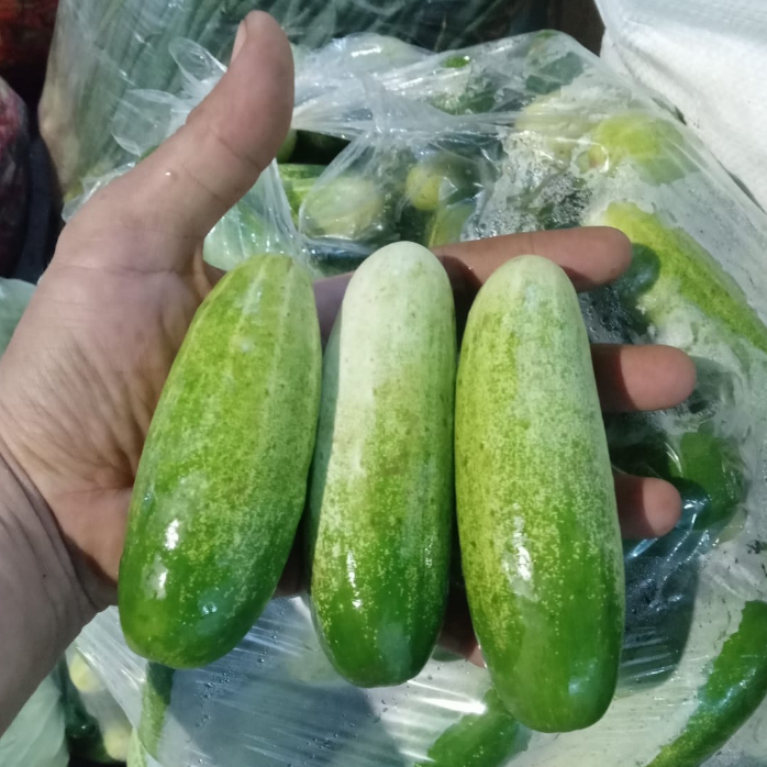 Jual Timun Segar 1kg | Shopee Indonesia