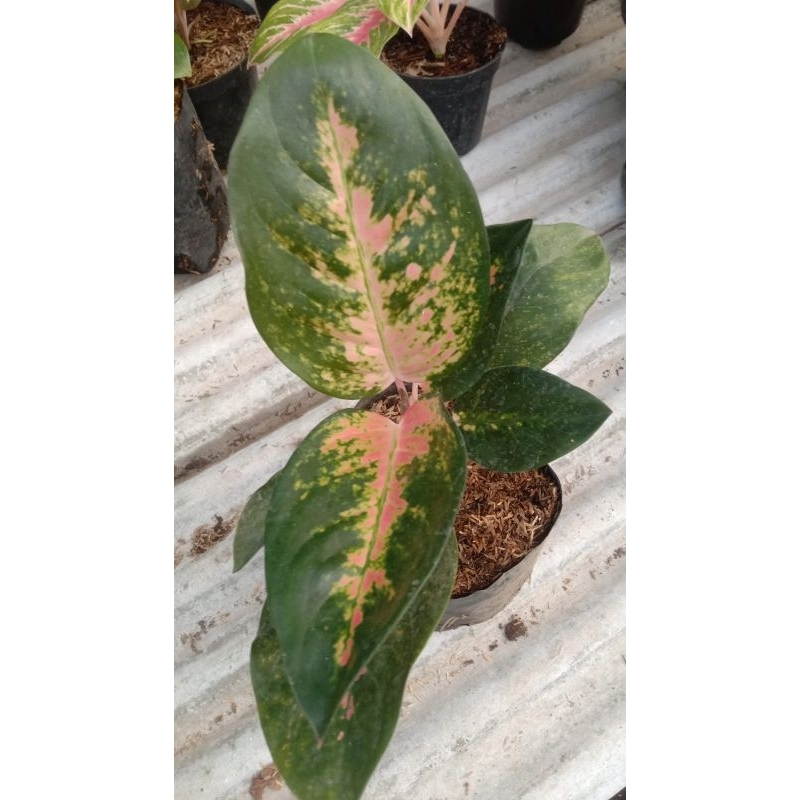 Jual Aglaonema Kochin Batik Tanaman Hias Murah Shopee Indonesia