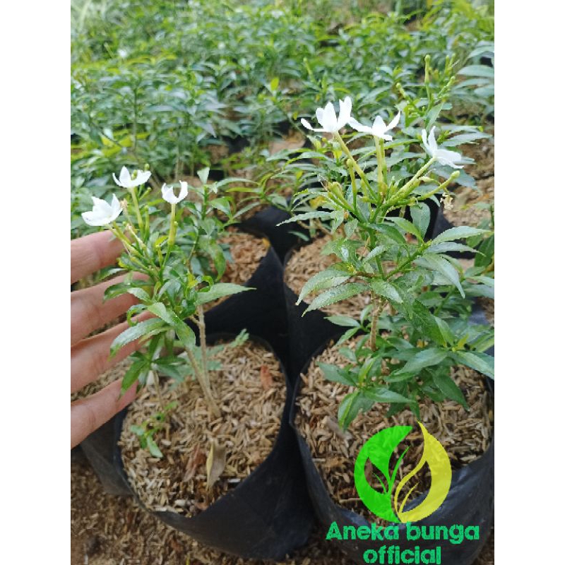 Jual Tanaman bunga rombusa mini / pohon rombusa mini berbunga | Shopee ...