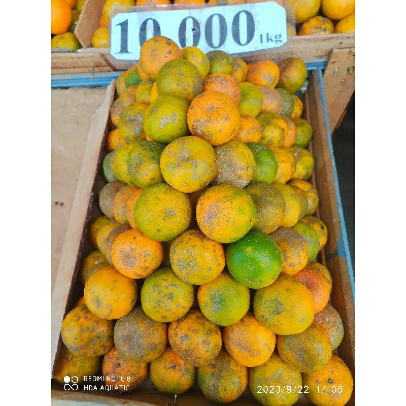 Jual Jeruk Murah Manis 1kg Shopee Indonesia