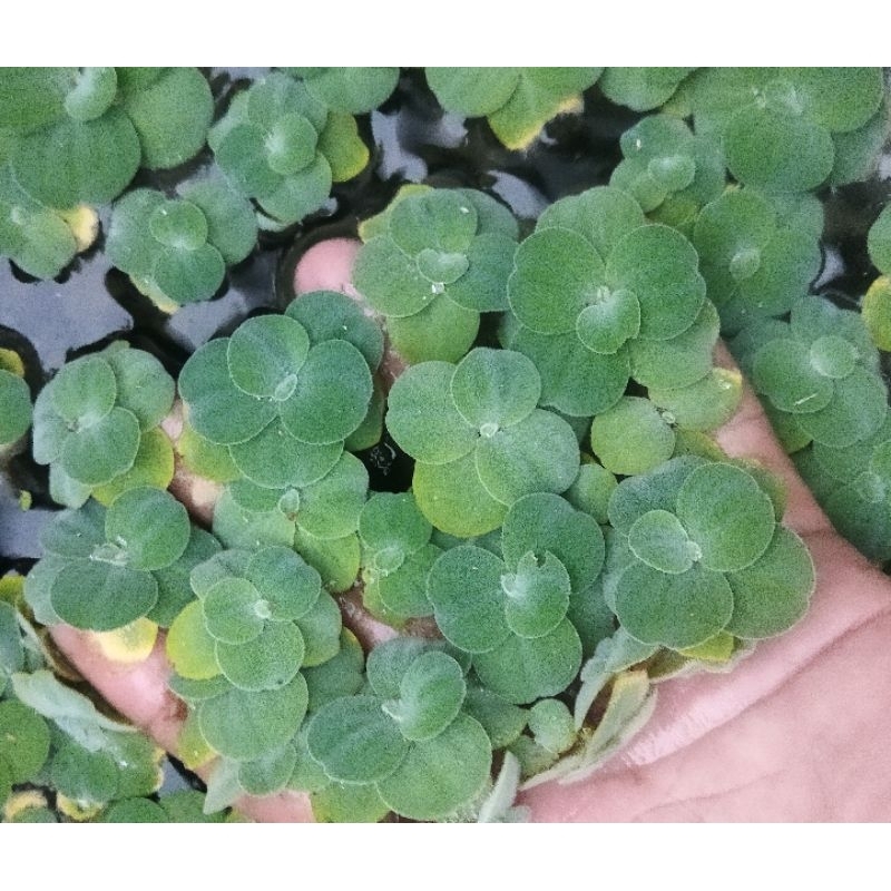 Jual Tanaman air apu apu mawar mini bonsai kapu kayu apung | Shopee ...